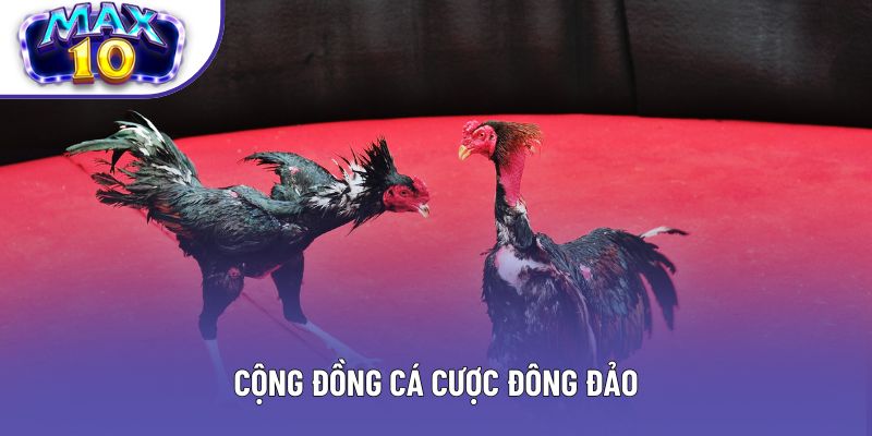 Cộng đồng cá cược đông đảo