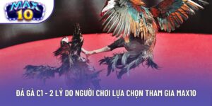 Đá Gà C1 - 2 Lý Do Người Chơi Lựa Chọn Tham Gia Max10