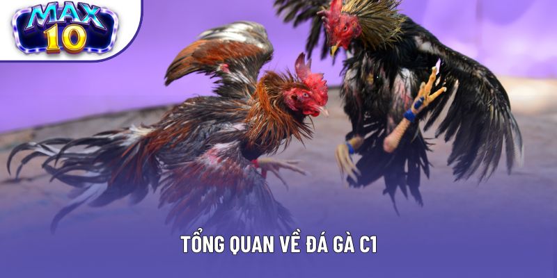Tổng quan về đá gà C1