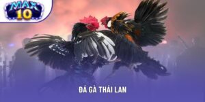 Đá Gà Thái Lan - Thú Chơi Truyền Thống Hấp Dẫn Người Việt