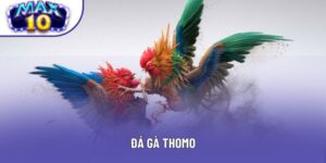 Đá Gà Thomo Campuchia - Cập Nhật Kèo, Trận Hot Hằng Ngày