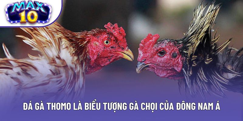 Đá gà Thomo là biểu tượng gà chọi của Đông Nam Á