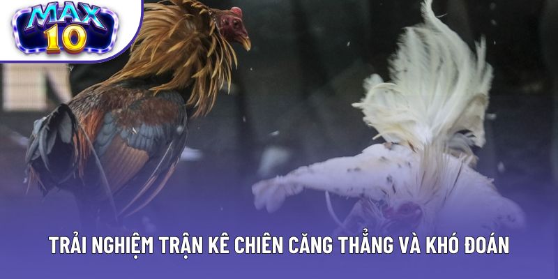 Trải nghiệm trận kê chiên căng thẳng và khó đoán