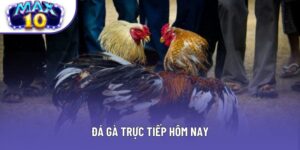 Đá Gà Trực Tiếp Hôm Nay - Cập Nhật Link Xem Đá Gà Mới Nhất