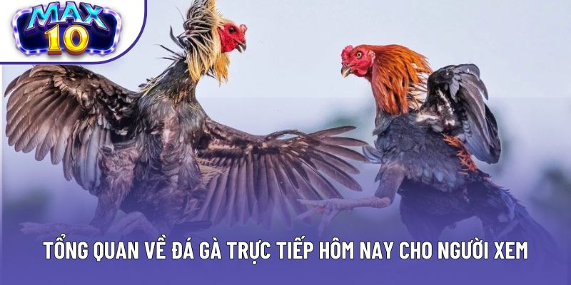 Tổng quan về đá gà trực tiếp hôm nay cho người xem
