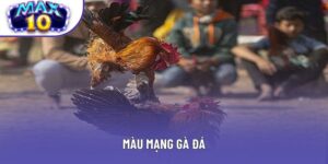 Màu Mạng Gà Đá - Ý Nghĩa Và Cách Áp Dụng Khi Ra Trường Đấu