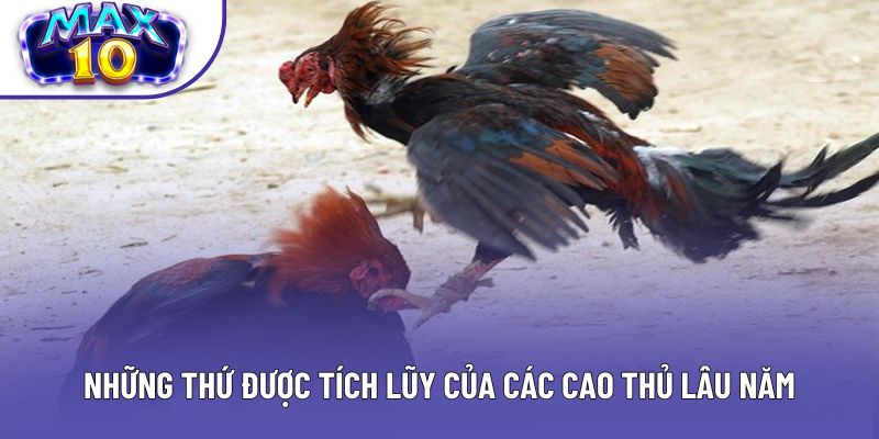 Những thứ được tích lũy của các cao thủ lâu năm
