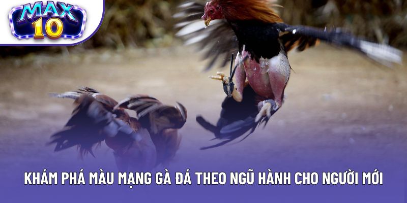 Khám phá màu mạng gà đá theo ngũ hành cho người mới